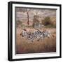 Zebra-David Knowlton-Framed Giclee Print