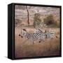 Zebra-David Knowlton-Framed Stretched Canvas