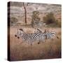 Zebra-David Knowlton-Stretched Canvas