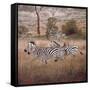 Zebra-David Knowlton-Framed Stretched Canvas