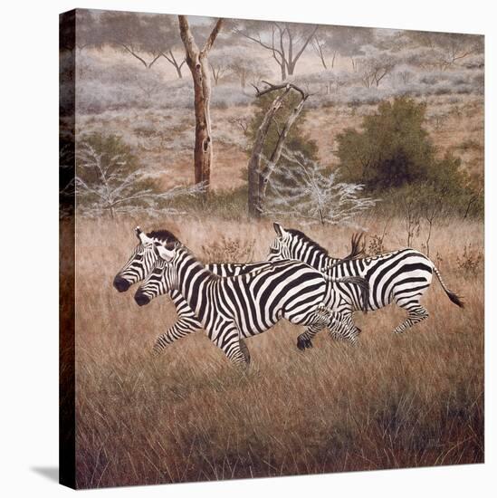 Zebra-David Knowlton-Stretched Canvas