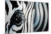 Zebra-Cherie Roe Dirksen-Mounted Giclee Print