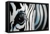 Zebra-Cherie Roe Dirksen-Framed Stretched Canvas