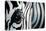 Zebra-Cherie Roe Dirksen-Stretched Canvas