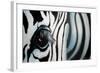 Zebra-Cherie Roe Dirksen-Framed Giclee Print