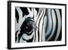 Zebra-Cherie Roe Dirksen-Framed Giclee Print