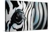 Zebra-Cherie Roe Dirksen-Stretched Canvas