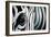 Zebra-Cherie Roe Dirksen-Framed Giclee Print