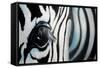 Zebra-Cherie Roe Dirksen-Framed Stretched Canvas