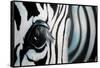 Zebra-Cherie Roe Dirksen-Framed Stretched Canvas