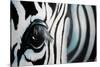 Zebra-Cherie Roe Dirksen-Stretched Canvas