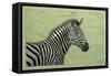 Zebra-James W. Johnson-Framed Stretched Canvas