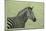 Zebra-James W. Johnson-Mounted Giclee Print