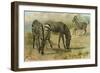 Zebra-null-Framed Giclee Print