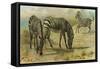 Zebra-null-Framed Stretched Canvas