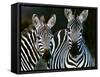 Zebras Africa-null-Framed Stretched Canvas