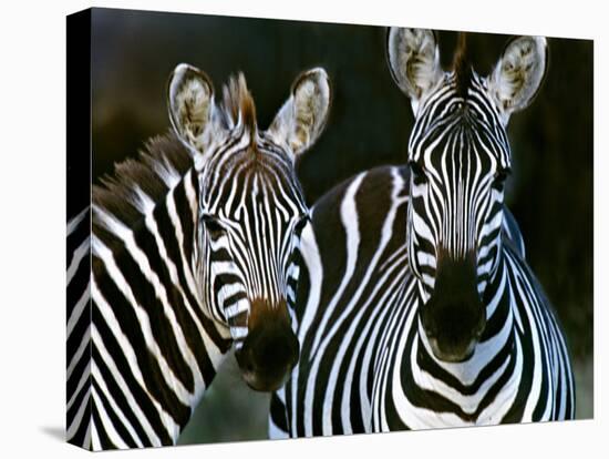 Zebras Africa-null-Stretched Canvas