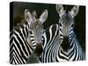 Zebras Africa-null-Stretched Canvas