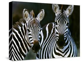 Zebras Africa-null-Stretched Canvas