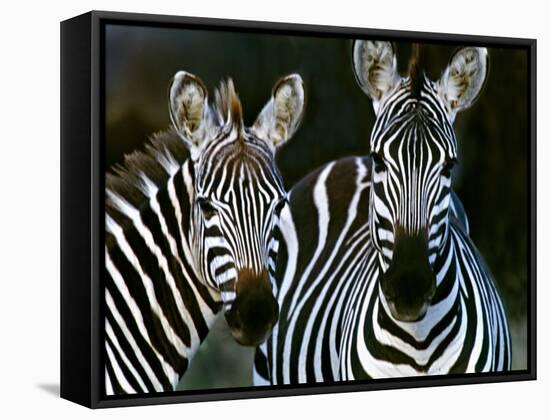 Zebras Africa-null-Framed Stretched Canvas