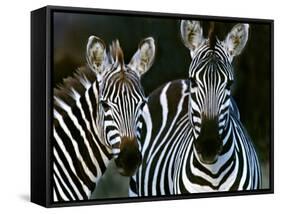 Zebras Africa-null-Framed Stretched Canvas