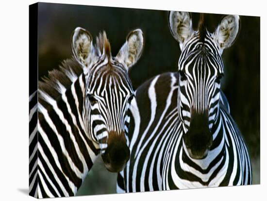 Zebras Africa-null-Stretched Canvas