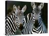 Zebras Africa-null-Stretched Canvas