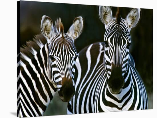 Zebras Africa-null-Stretched Canvas