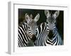 Zebras Africa-null-Framed Photographic Print