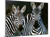 Zebras Africa-null-Mounted Photographic Print