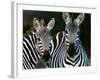 Zebras Africa-null-Framed Photographic Print