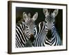 Zebras Africa-null-Framed Photographic Print