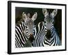 Zebras Africa-null-Framed Photographic Print