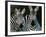 Zebras Africa-null-Framed Photographic Print