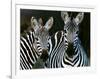 Zebras Africa-null-Framed Photographic Print