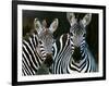 Zebras Africa-null-Framed Photographic Print