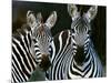 Zebras Africa-null-Mounted Photographic Print