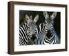 Zebras Africa-null-Framed Photographic Print