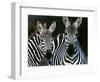 Zebras Africa-null-Framed Photographic Print