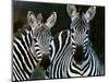 Zebras Africa-null-Mounted Photographic Print