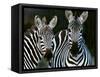 Zebras Africa-null-Framed Stretched Canvas