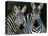 Zebras Africa-null-Stretched Canvas