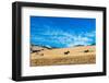 Zebras along the Pacific Coastline-Woodkern-Framed Photographic Print