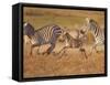 Zebras and Offspring at Sunset, Amboseli Wildlife Reserve, Kenya-Vadim Ghirda-Framed Stretched Canvas