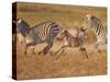 Zebras and Offspring at Sunset, Amboseli Wildlife Reserve, Kenya-Vadim Ghirda-Stretched Canvas