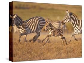 Zebras and Offspring at Sunset, Amboseli Wildlife Reserve, Kenya-Vadim Ghirda-Stretched Canvas