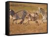 Zebras and Offspring at Sunset, Amboseli Wildlife Reserve, Kenya-Vadim Ghirda-Framed Stretched Canvas