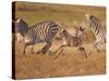 Zebras and Offspring at Sunset, Amboseli Wildlife Reserve, Kenya-Vadim Ghirda-Stretched Canvas