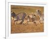 Zebras and Offspring at Sunset, Amboseli Wildlife Reserve, Kenya-Vadim Ghirda-Framed Premium Photographic Print