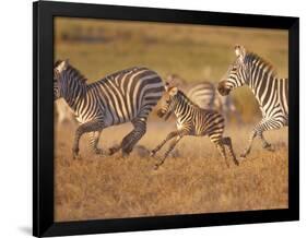 Zebras and Offspring at Sunset, Amboseli Wildlife Reserve, Kenya-Vadim Ghirda-Framed Premium Photographic Print